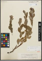 Foto von Salix starkeana Willd.